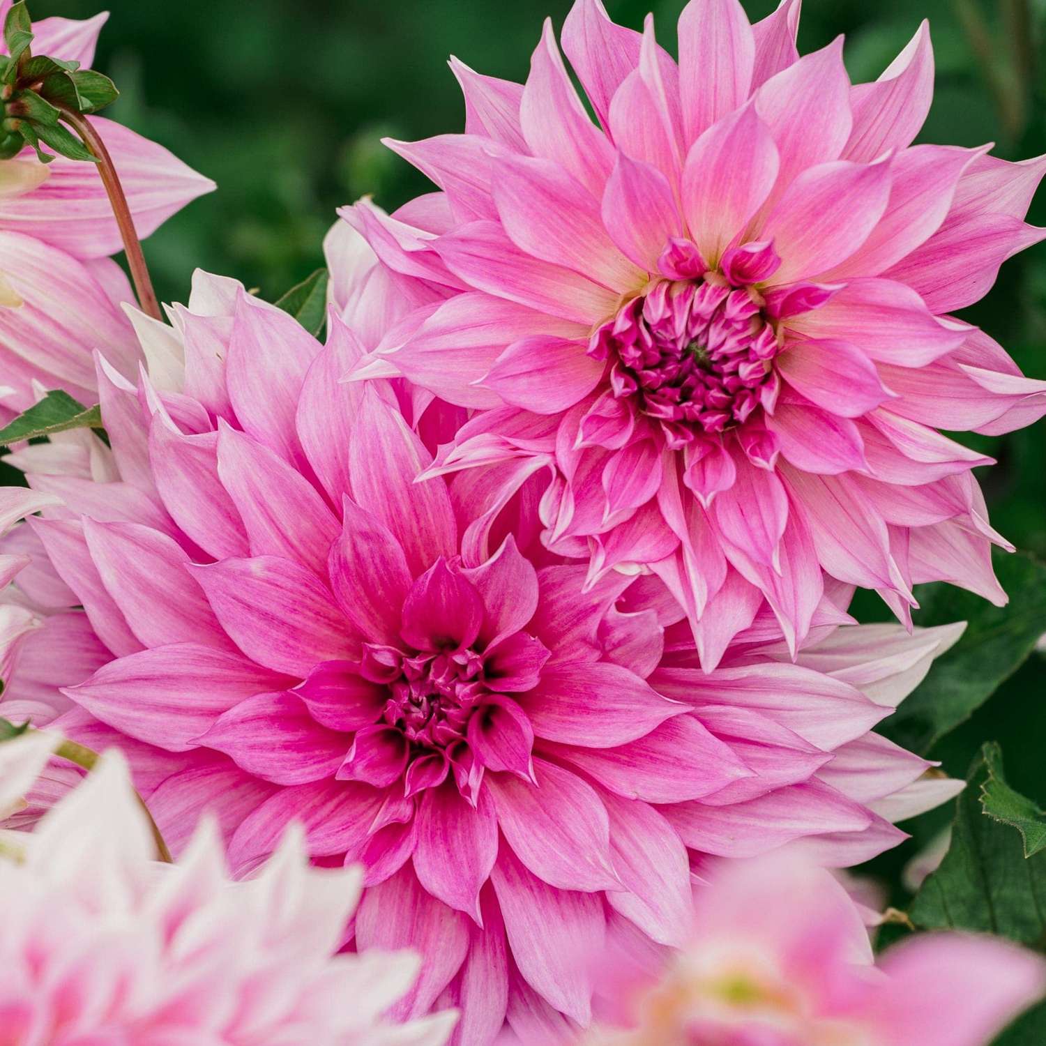 Dahlie 'Café au Lait Rosé'